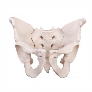 Pelvis masculina