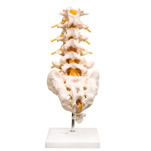 Modelo de columna vertebral lumbar