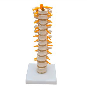 Modelo de Columna dorsal