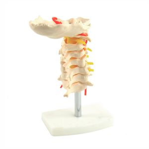 Modelo de Columna cervical