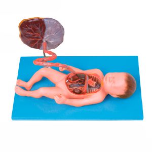 Sistema circulatorio fetal