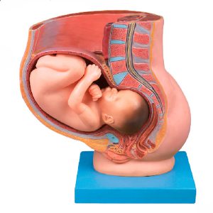 Pelvis con útero en el noveno mes de Embarazo